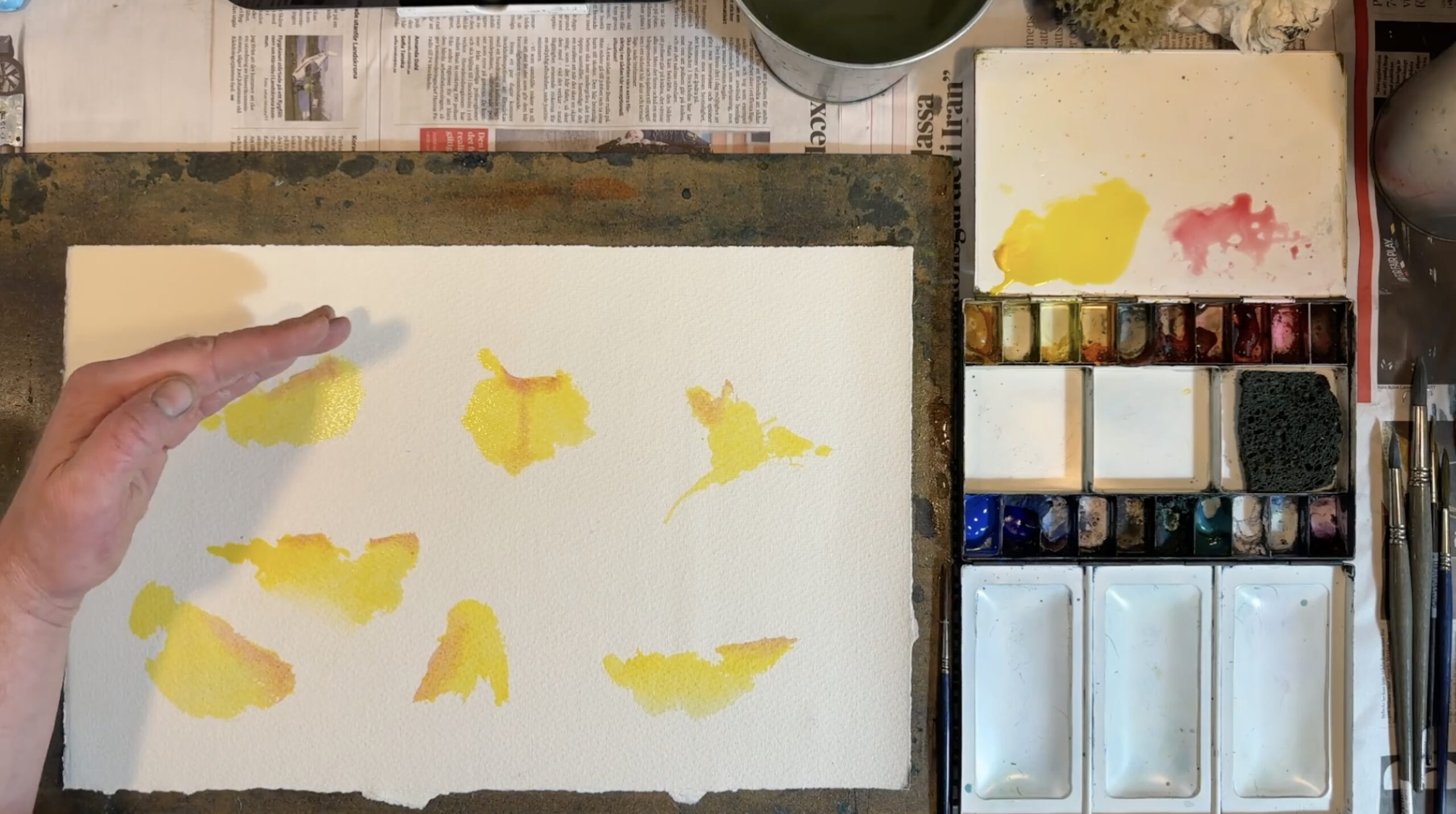 Studie av talgoxen - Bild 2